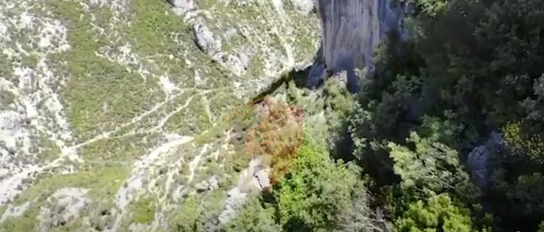 Policia e Durrësit zbulon kanabis në zonën e pyllëzuar, 2 në pranga dhe 1 në kërkim