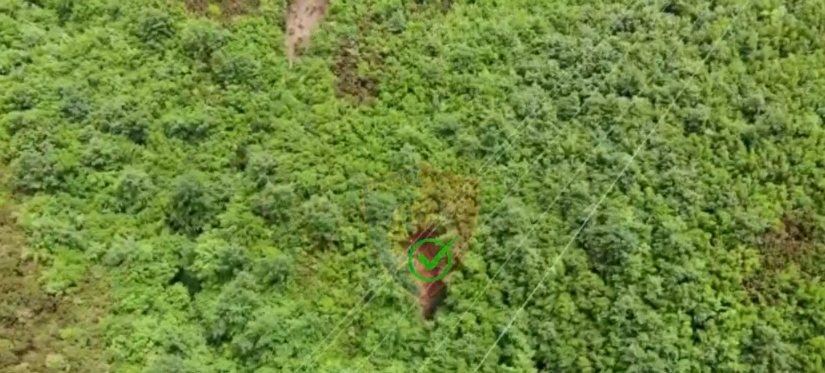 Kontrolle me dronë për drogë, procedohen 6 kryepleq të fshatrave dhe një zyrtar