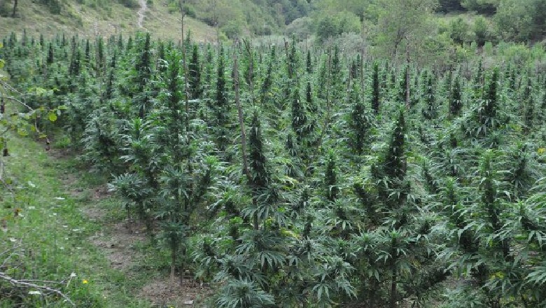 Kultivuan kanabis në Krujë, pranga të moshuarit, në kërkim 26-vjeçari