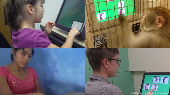 Njerëzit dhe majmunët mendojnë shumë më ngjashëm se sa mendohej deri tani