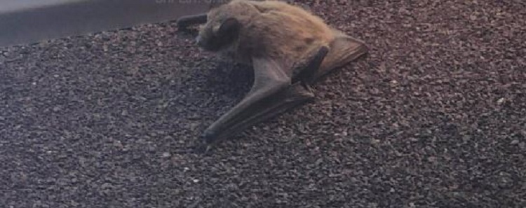 Lakuriqi i natës shfaqet në qendër të Prishtinës