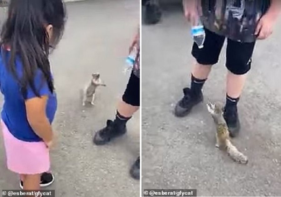 Video që po bën xhiron e rrjetit: Ketri i etur i kërkon ujë fëmijës