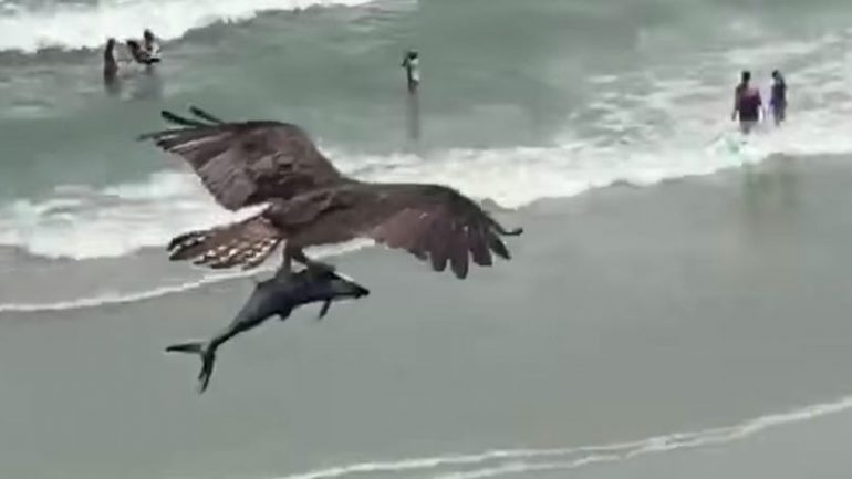 E vërteta e videos virale të shqiponjës dhe delfinit në plazh