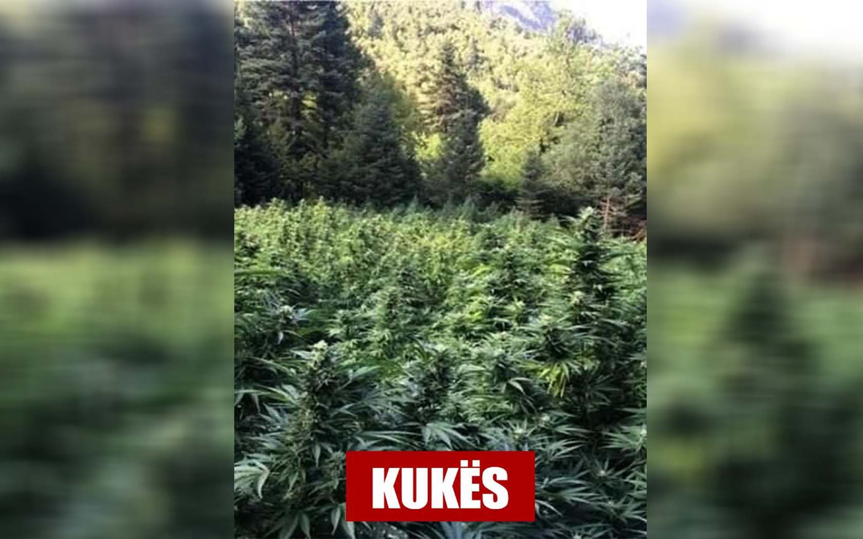 PD publikoi fotot me drogë, reagon Policia e Shtetit: Janë parcelat e vitit 2016