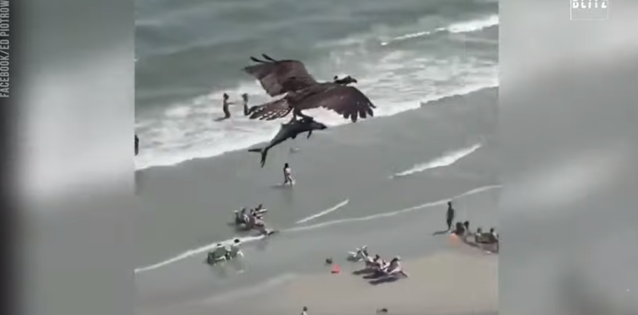 Shqiponja kap delfinin dhe fluturon mbi plazh (VIDEO)