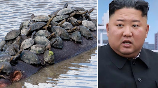 Krizë ushqimi në Korenë e Veriut, Kim Jong Un urdhëron qytetarët të hanë breshka