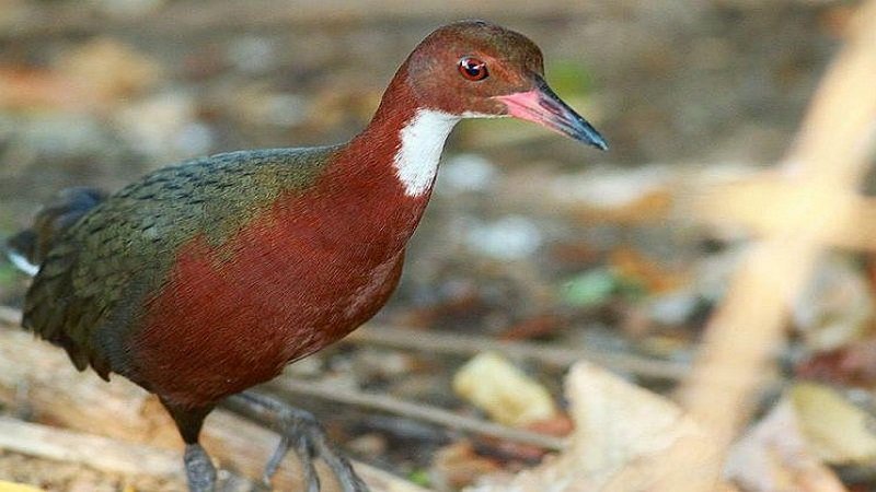 Mendohej se u zhduk 100 mijë vite më parë, por “Aldabra” shfaqet sërish