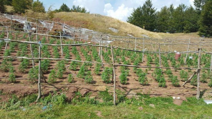 Policia zbulon tokat me kanabis, arrestohen tre persona, një minoren në kërkim