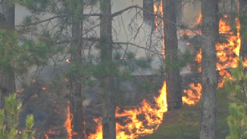 Agjencia e Mbrojtjes Civile shkresë bashkive dhe prefektëve për zjarret: Situata emergjente, të merren masa