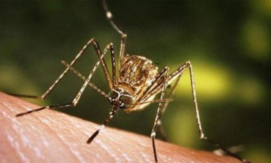 Mushkonjat kanë vrarë 52 miliardë njerëz deri më tani