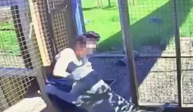 Momente paniku, adoleshentja sulmohet nga luani