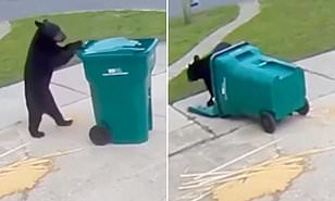 Arinjtë “braktisin” malet dhe zbarkojnë në qytet (FOTO)