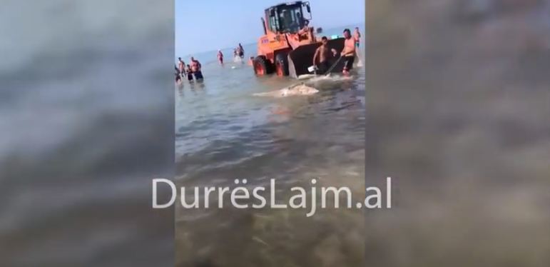 Një delfin i ngordhur del në bregdetin e Durrësit, e nxjerrin me fadromë (VIDEO)