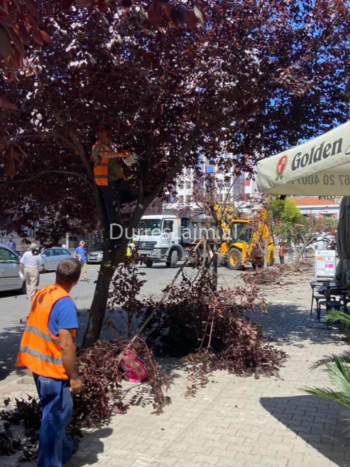 Prerja e pemëve dekorative në Durrës/ “Kush e ka marrë tenderin për të “rivitalizuar zonën” e për të vendosur palma?”