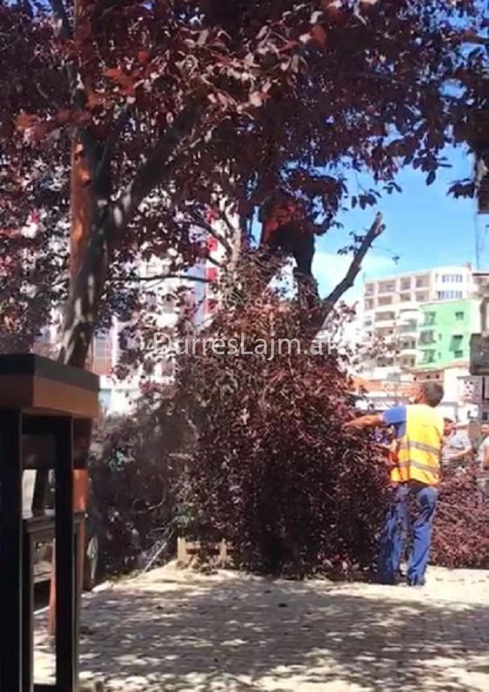 Durrësi humbet një tjetër sipërfaqe të gjelbërt urbane, priten kumbullat dekorative “Pissardi” (VIDEO)