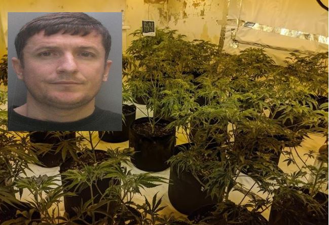 Shqiptari u kap me 200 mijë paund kanabis në shtëpi, dënohet me 27 muaj burg