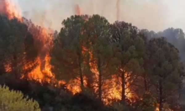 Zjarr masiv në Drenovë të Mallakastrës, digjen 40 ha pyll, ullishte dhe shkurre