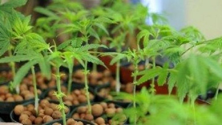 Droni zbulon kanabisin në Gramsh, arrestohen dy të rinj