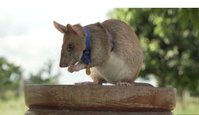 Miu që zbulon minat nderohet me medalje ari