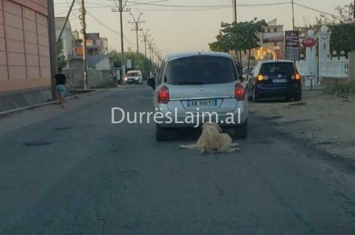 Durrës, lidhi dhe tërhoqi zvarrë qenin në rrugë, policia identifikon dhe shoqëron drejtuesin
