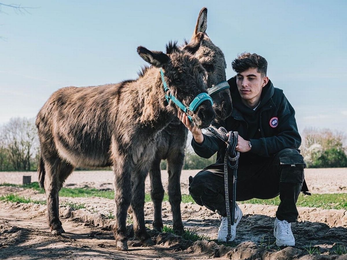 Ylli i Çelsit habit me deklaratën: Adhuroj gomerët, dua ta kem një në shtëpi