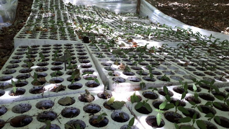 Iu gjet 4 kg kanabis e bimë narkotike në banesë, pranga 62-vjeçarit