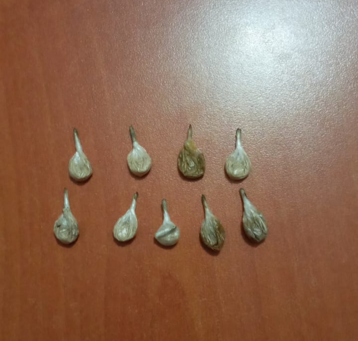 Gati për shitje dozat e kokainës, arrestohet në flagrancë 37-vjeçari në Durrës