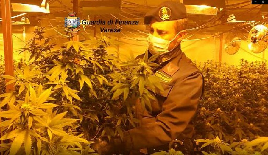 Kultivonin mijëra rrënjë marijuanë në bodrumin e vilës luksoze, në pranga shqiptari dhe italiani