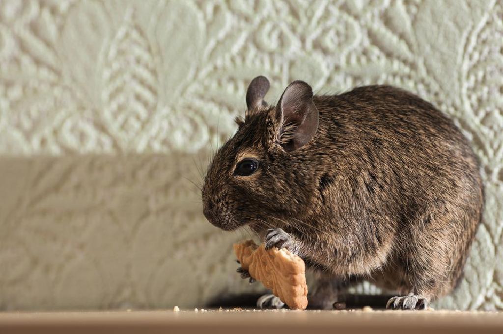 Ekspertët paralajmërojnë: Kujdes këtë dimër, minjtë mund t’ju “pushtojnë” shtëpitë