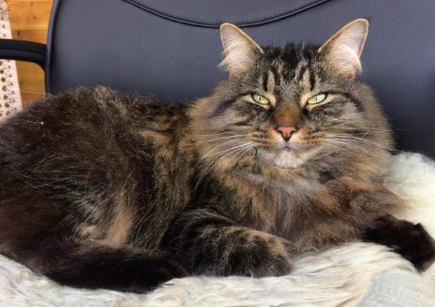 Vetëm në këtë mënyrë mund të miqësoheni me… macet!