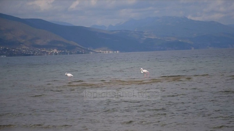 Maqedonia po dëmton liqenin e Ohrit, por shfaqen për herë të parë flamingot