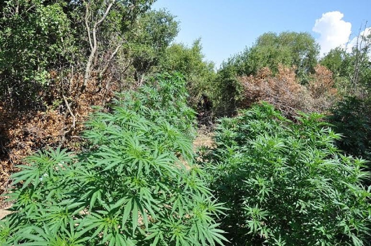 Arrestohen 4 gra dhe 1 burrë për kultivim kanabisi në Vlorë