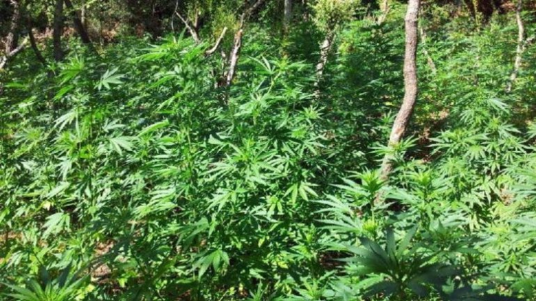 Policia sekuestron në Vlorë 48 kg kanabis dhe dy radio marrëse, dy në pranga