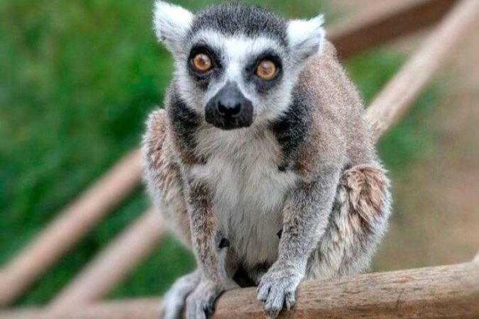 5-vjeçari gjen lemurin që e kërkonte gjithë policia e San Franciskos!