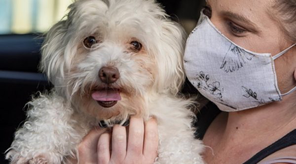 Një qen rezulton pozitiv me Covid-19 në Bari, rasti i parë në Itali