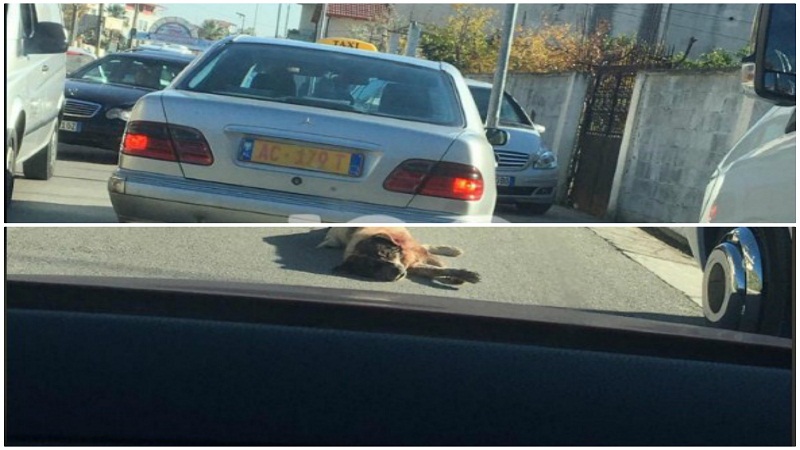 Tërhiqte qenin zvarrë me makinë, shoqërohet shoferi i taksisë në Durrës: E gjeta të ngordhur…