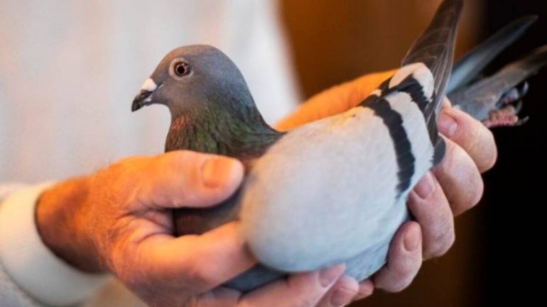 1.6 milion euro për një… pëllumb!