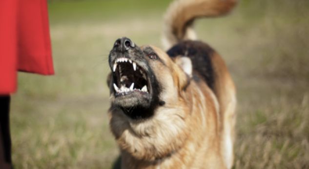 Fëmija 4-vjeçar sulmohet nga qentë, dërgohet me urgjencë në spital