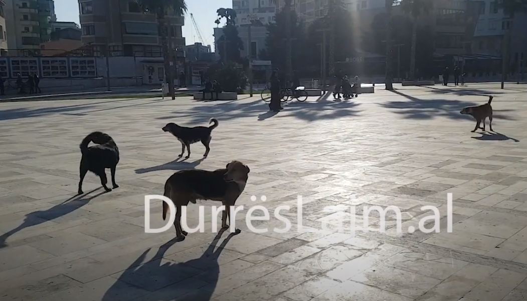 Qentë endacakë në Durrës “pushtojnë” sheshin “Liria” (VIDEO)