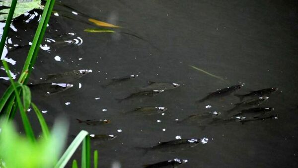 U mbeti vera pa shitur, por dehën… peshqit!