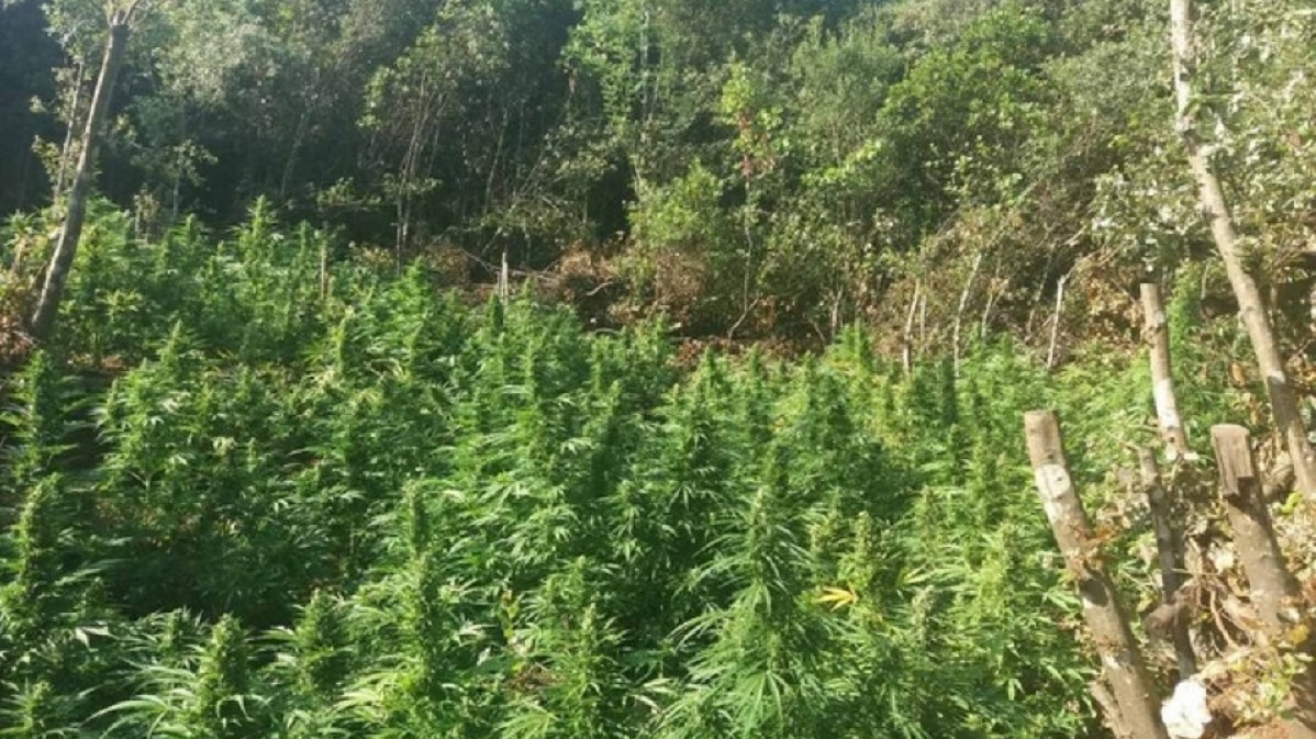 Kultivuan drogë në pyll, arrestohen 4 persona