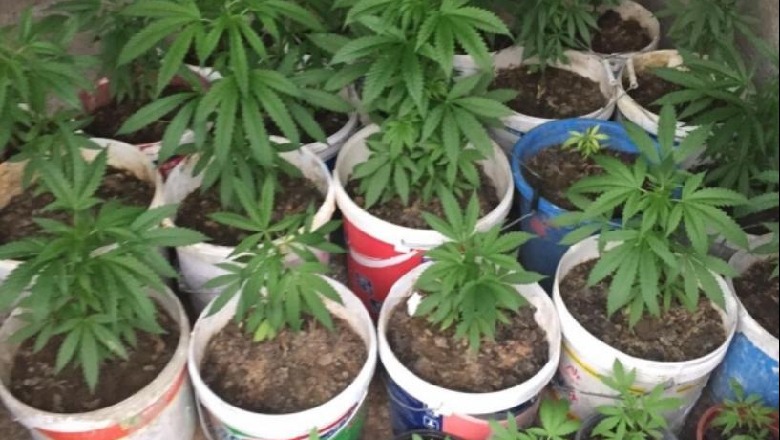 Operacioni antikanabis “Polena”/ Arrestohen 5 shtetas, 1 i shpallur në kërkim