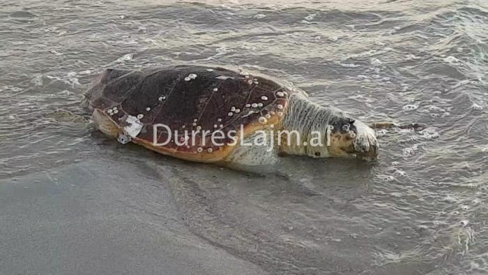 Dallgët nxjerrin në bregdetin e Durrësit breshkën e ngordhur (FOTO+VIDEO)