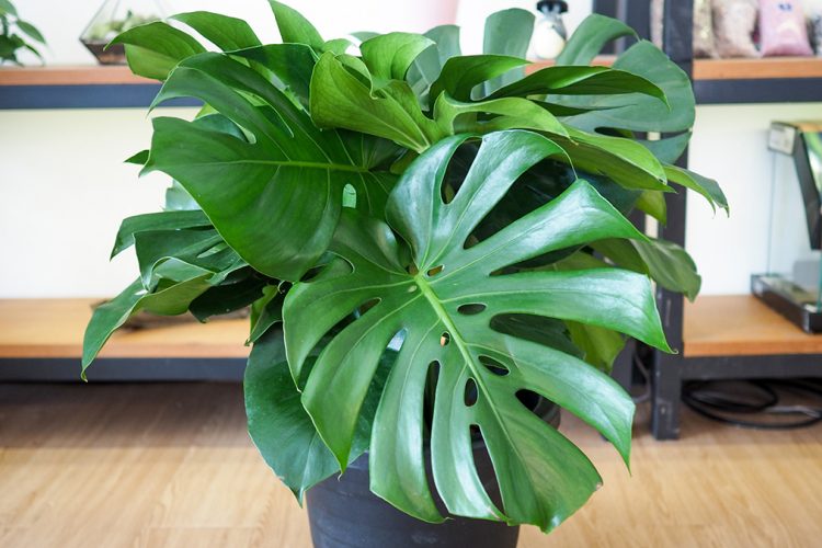 Pesë lule që mund t’i rrisni lehtë brenda shtëpisë suaj