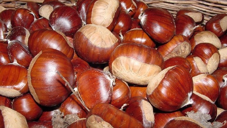 Shqipëria e 9-ta në botë për eksportin e gështenjës, potenciale për rritjen e fitimeve në zonat e veriut