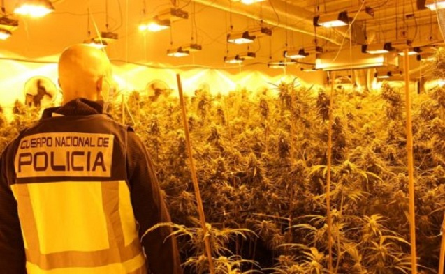 Kishin kultivuar marijuanë në vila luksoze në Spanjë, 8 të arrestuar, midis tyre edhe shqiptarë