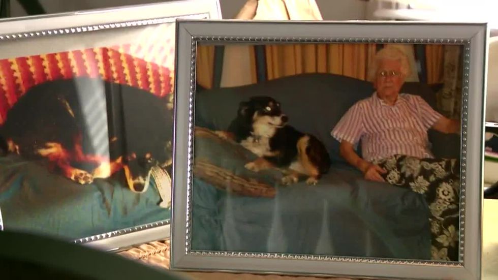 I zhgënjyer nga fëmijët, i lë trashëgimi qenit të gjithë pasurinë