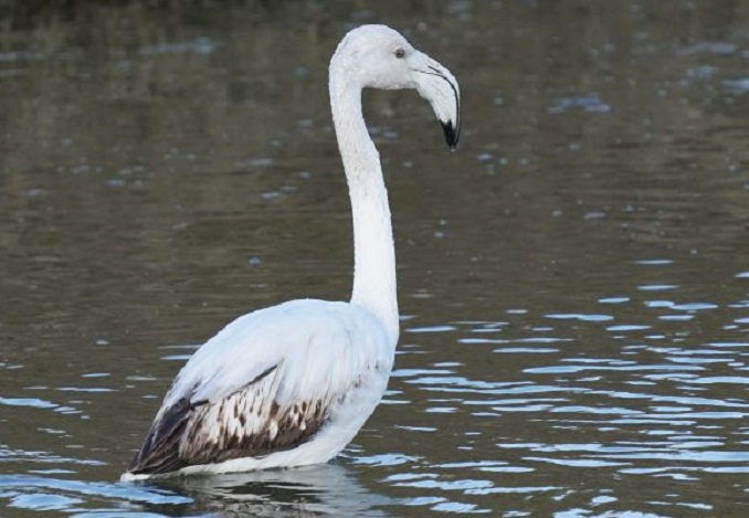 Organizatat mjedisore kundër ndërtimit të aeroportit të Vlorës në zonën e mbrojtur