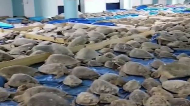 Stuhi në SHBA dhe temperatura nën 0°C, shpëtohen mijëra breshka deti