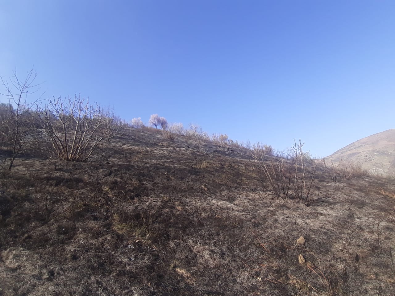 Del jashtë kontrollit djegia e mbeturinave, marrin flakë 40 rrënjë fiq